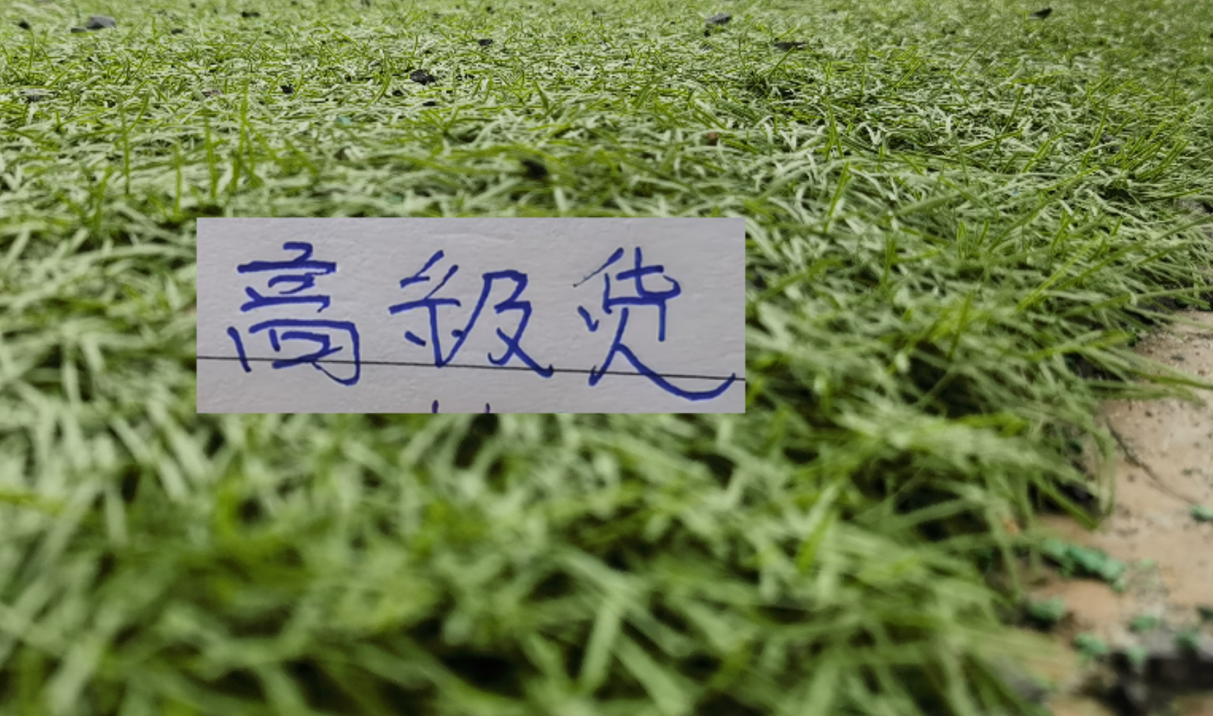 开云APP-中超前7轮五大宝藏引援！领头羊+有马莱莱大连 都成功捡漏